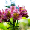 花-2