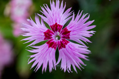 主のいなくなった庭の花①
