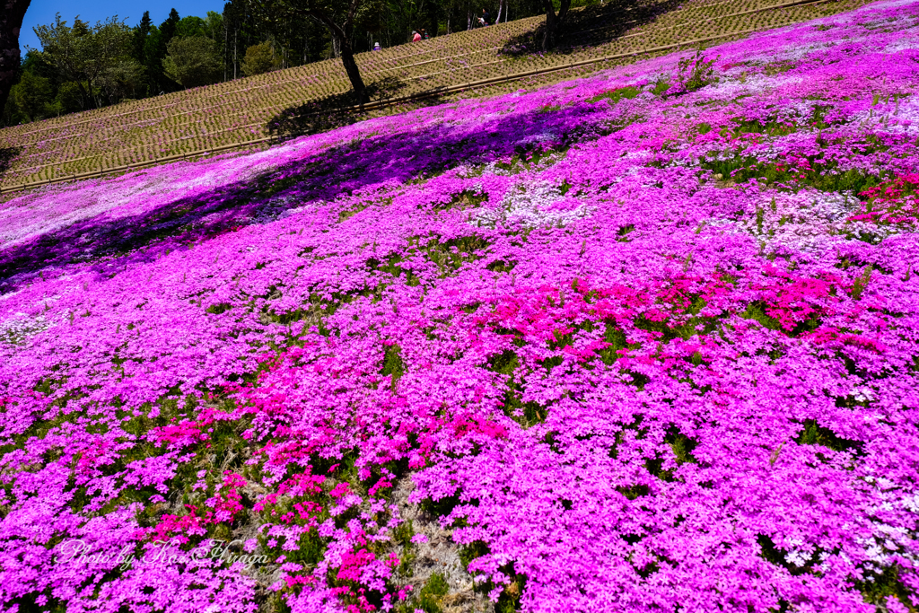 滝上芝桜公園