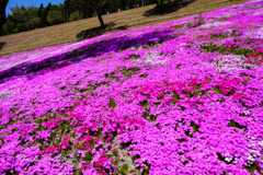 滝上芝桜公園