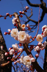 大濠公園そば日本庭園にて　1