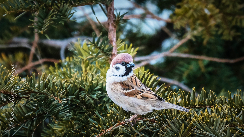 sparrow