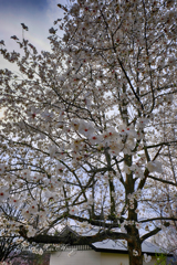 辛夷