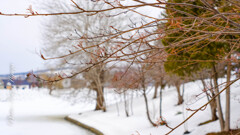 公園散歩