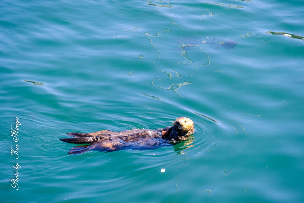 Sea otter at Monterey