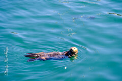 Sea otter at Monterey