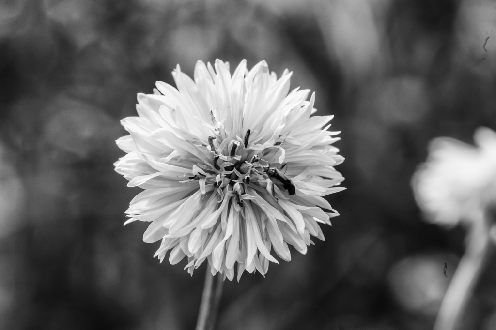 IMG_3085-Edit