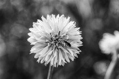IMG_3085-Edit
