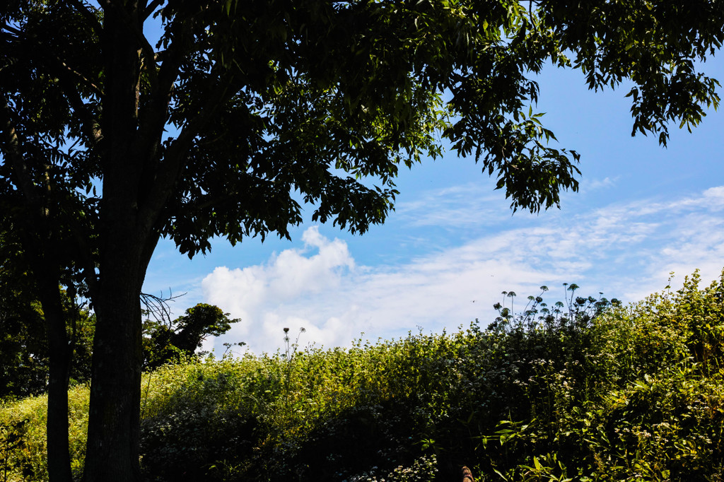 士別市川西の丘、木陰から空を眺めて