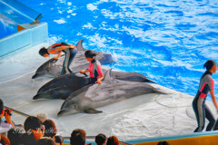 白浜、ｱﾄﾞﾍﾞﾝﾁｬｰﾜｰﾙﾄﾞ、イルカ