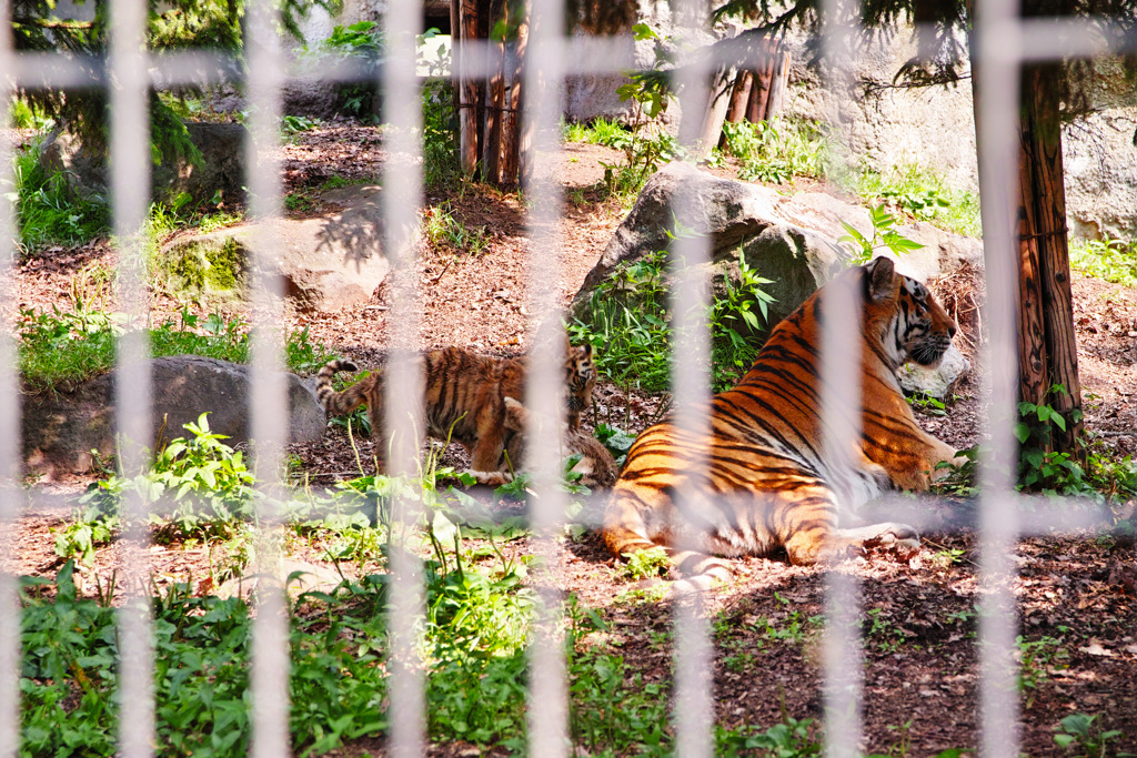 旭山動物園　アムールトラ親子