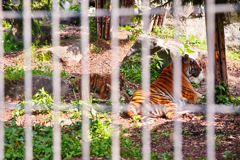 旭山動物園　アムールトラ親子
