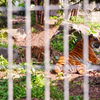 旭山動物園　アムールトラ親子