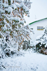 初雪の朝