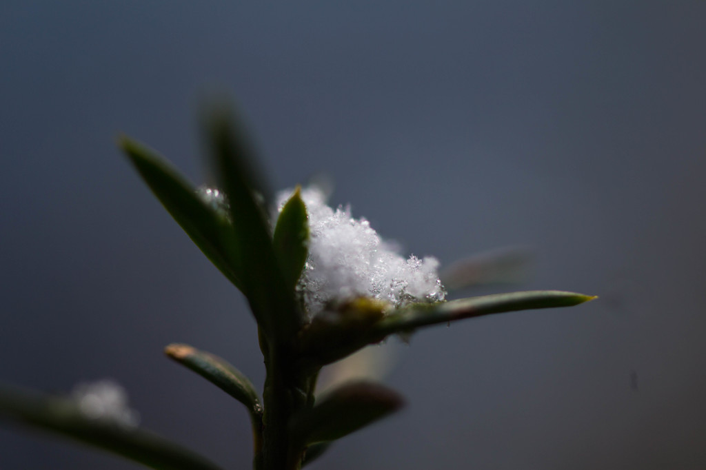 庭に初雪