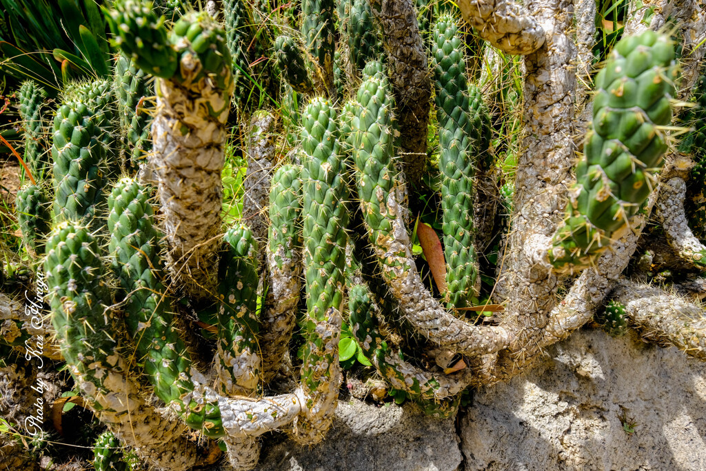 At a San Francisco Botanical Garden