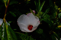 At a San Francisco Botanical Garden