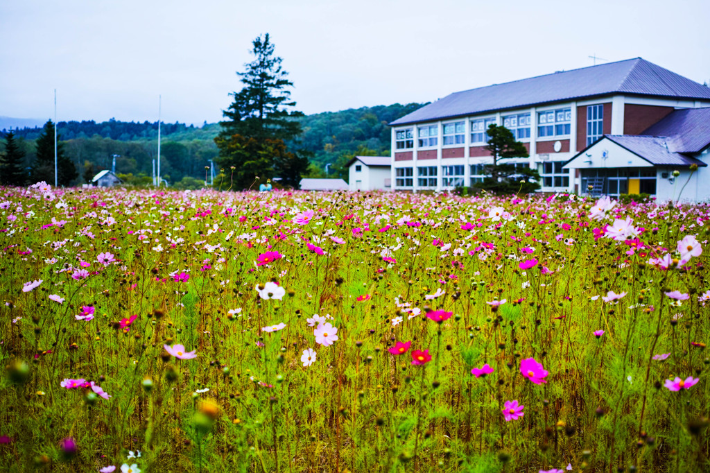 旧本幌別小中学校の校庭に咲くコスモス