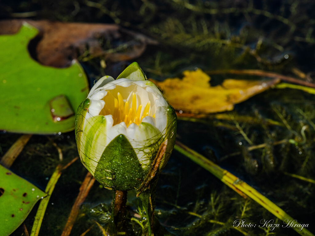 睡蓮花