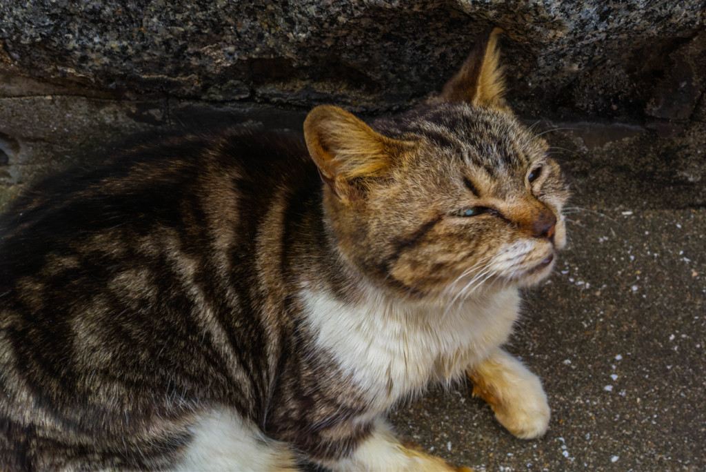 ニャンちゃん　三号