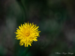 路傍の草花
