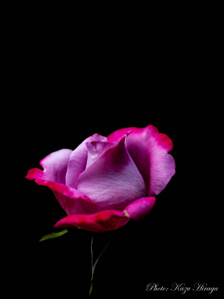 薔薇をお届け