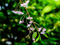 庭の細やかな枝垂桜