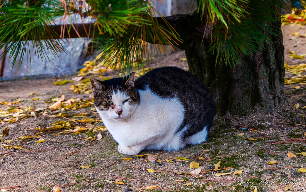 烏城公園、門番ニャンコ