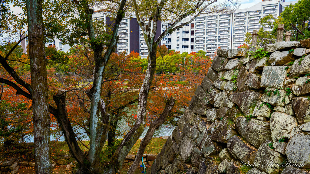 石垣と紅葉樹