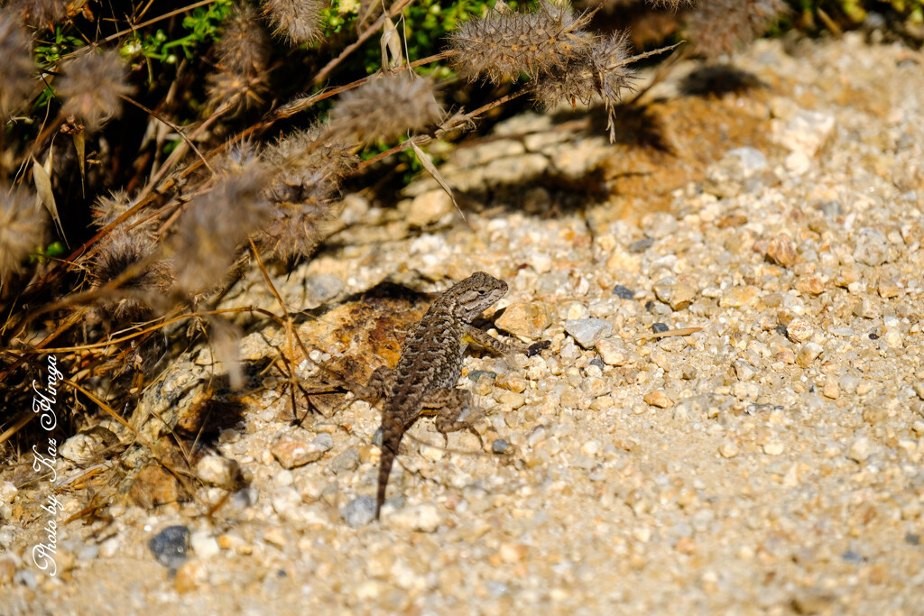 Año Nuevo State Park