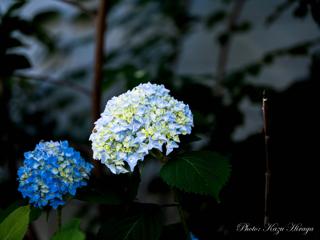 日陰の紫陽花