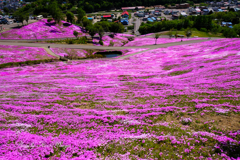 滝上芝桜公園
