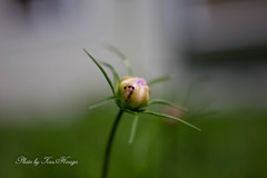 Ant