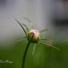 Ant