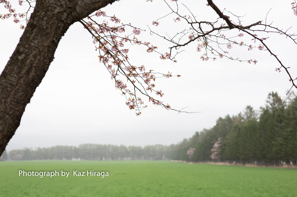 新ひだか町、静内二十間道路桜並木　4　サクラ