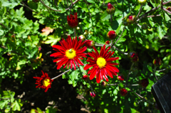 小菊