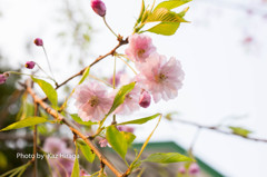 我家の桜、枝垂桜