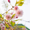 我家の桜、枝垂桜