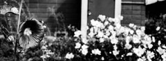 EF 40mm 2.8 STM