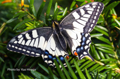 Swallowtail butterfly