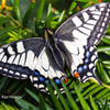 Swallowtail butterfly