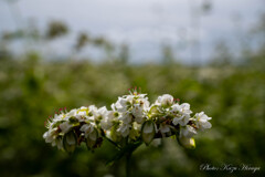 蕎麦の花