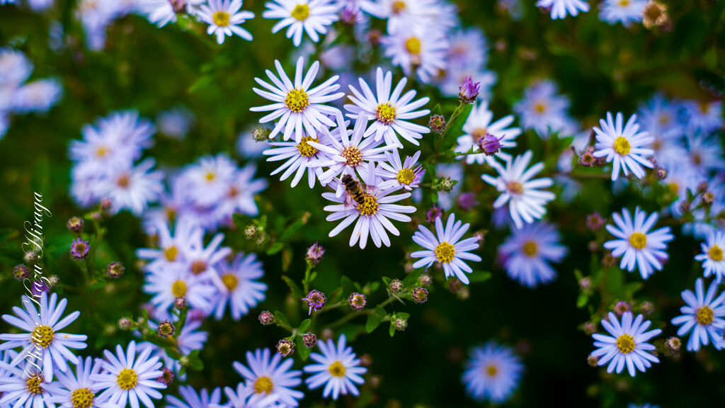 GFX with Old Lens