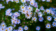 GFX with Old Lens