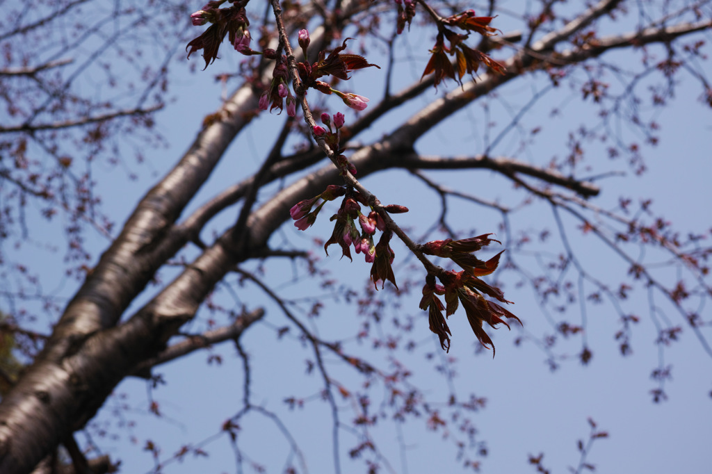 蝦夷山桜、旭川開花