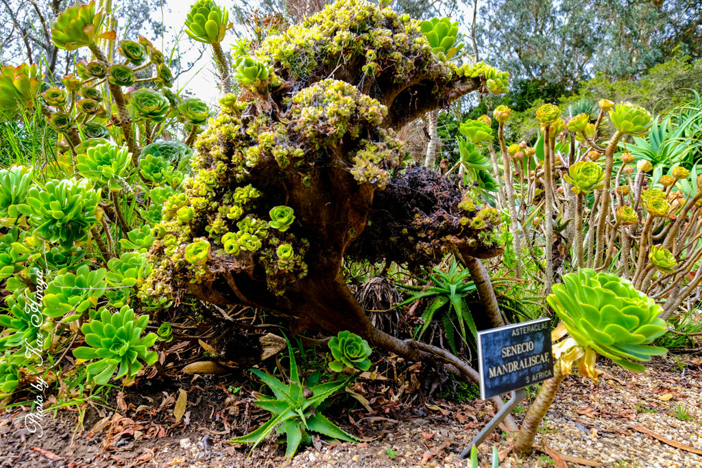 At a San Francisco Botanical Garden