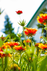 庭の花、ワイルドフラワー（どっかの国の雑草）