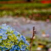 紫陽花