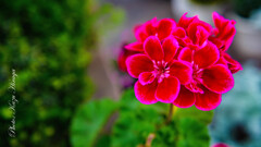 庭先に花ありて