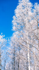 -17.9℃の朝